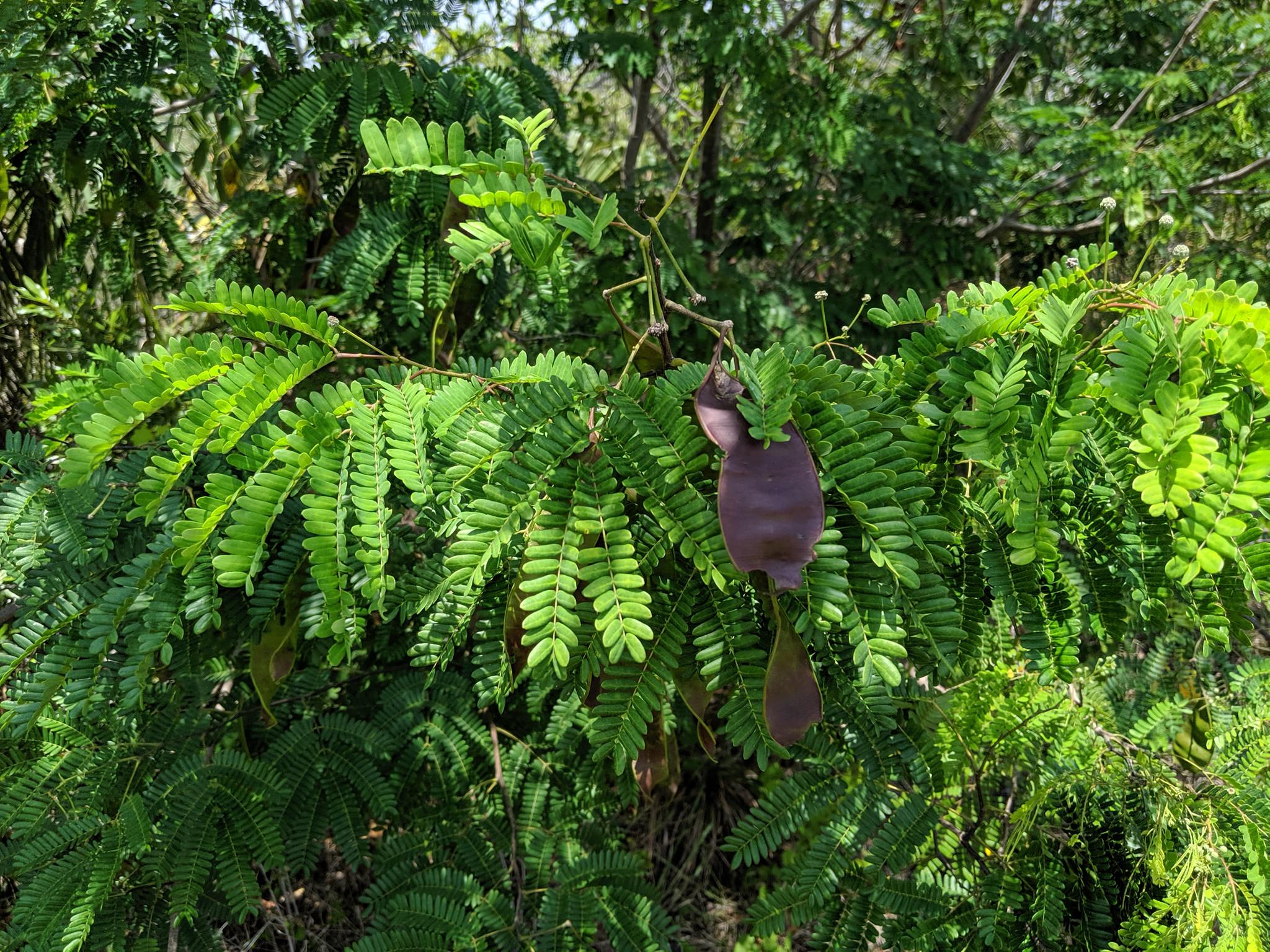 Lysiloma latisiliquum